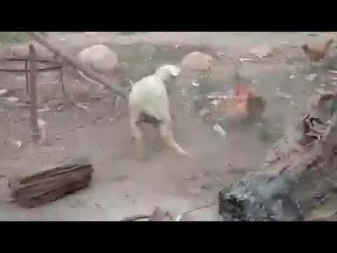 Wwe animal fight