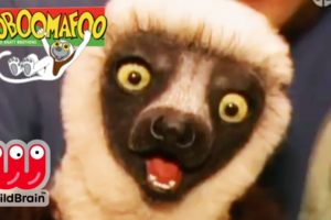 Zoboomafoo | Full Episode: PlayTime | Animals For Kids