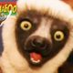 Zoboomafoo | Full Episode: PlayTime | Animals For Kids