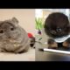 aww so cute puppies and rabbit channel #6