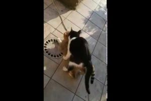 cats playing  mating