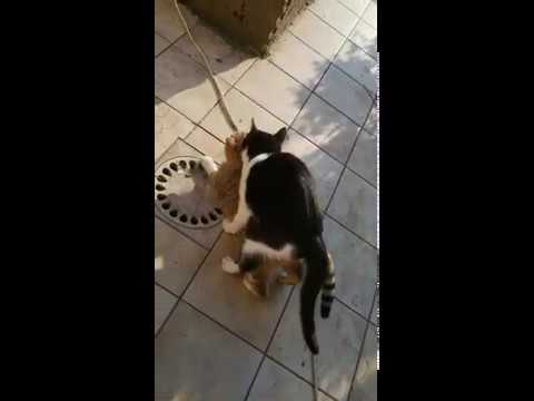 cats playing  mating