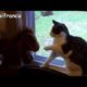 cute cats and kittens doing funny things + cute dogs , cute puppies, funny pets and crazy animals