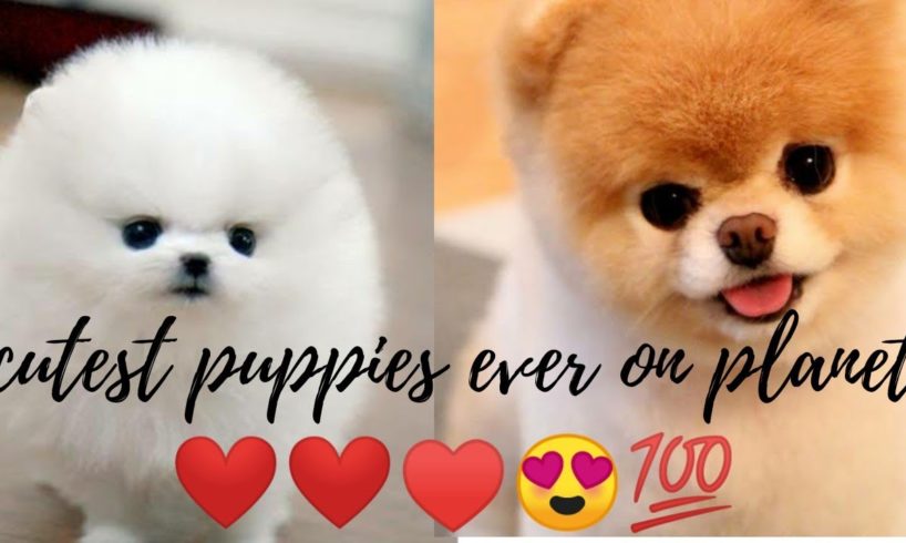 ♥️cute puppies doing funny things 2020♥️#4