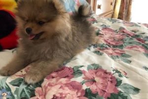 cutest pomeranian puppies -fuzziest little teddy bear face puppy 10 weeks old|pomeranian