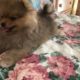 cutest pomeranian puppies -fuzziest little teddy bear face puppy 10 weeks old|pomeranian