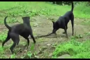 dog vs snake danger fight(animal planet pro)