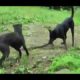 dog vs snake danger fight(animal planet pro)