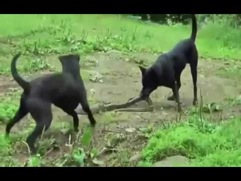 dog vs snake danger fight(animal planet pro)