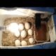 incubator for chicken eggs | How to make incubator explain all parts in hindi