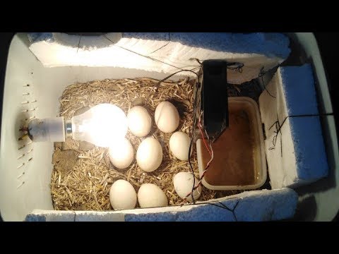 incubator for chicken eggs | How to make incubator explain all parts in hindi