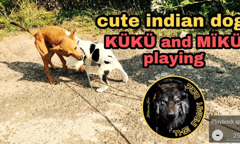 indian dog playing indian cute street desi dog black and white puppy dog indian dog kuku and Miku