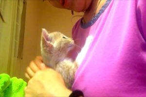 kitten massage, cutest kitten ever