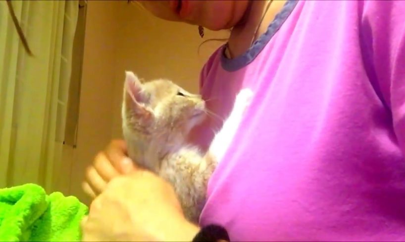 kitten massage, cutest kitten ever