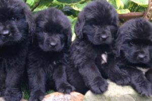 newfoundland cute puppies