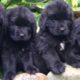 newfoundland cute puppies