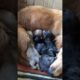 our dachshund gave birth to 6 cute puppies.. being a mother.. motherly care..