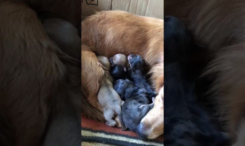 our dachshund gave birth to 6 cute puppies.. being a mother.. motherly care..