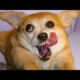 "Awesome Funny Animals' Life Videos - Funniest PetsFunniest Animals ? -