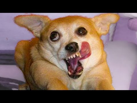 "Awesome Funny Animals' Life Videos - Funniest PetsFunniest Animals ? -