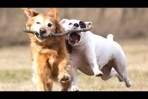 "Awesome Funny Animals' Life Videos - Funniest Pets"