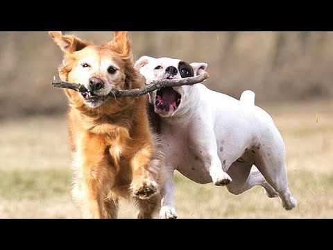 "Awesome Funny Animals' Life Videos - Funniest Pets"
