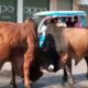 very Dangerous Bulls Fight video: Best animal fights