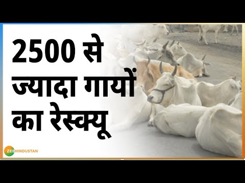 अगर आप animal lover हैं तो ये वीडियो आपको जरूर पसंद आएगी | Rescue | Gau Raksha Dal | Rajasthan News