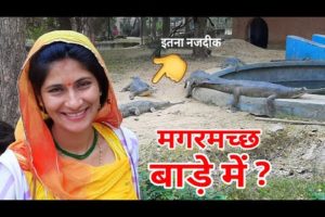 सेल्फी भारी ना पड़ जाये ? इतना करीब से सामना हुआ ! Crocodile at Jaipur Zoo Rajasthan India