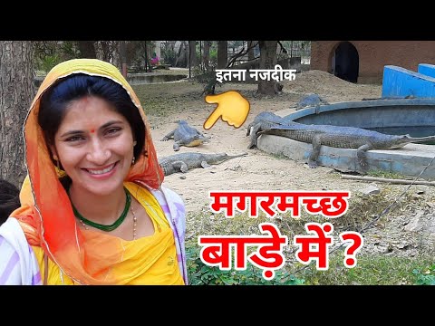 सेल्फी भारी ना पड़ जाये ? इतना करीब से सामना हुआ ! Crocodile at Jaipur Zoo Rajasthan India