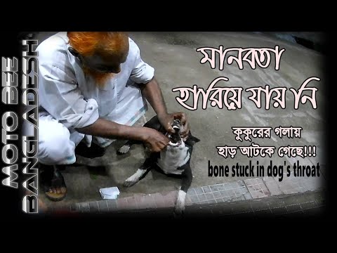 কুকুরের গলায় হাড় আটকে গেছে #boneStuckInDog'sThroat #MotoBeeBangladesh #Sylhet #Dailymotovlogg