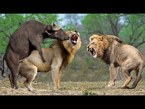 ឯកសារសត្វ Natural life animals lions wild cow hyena