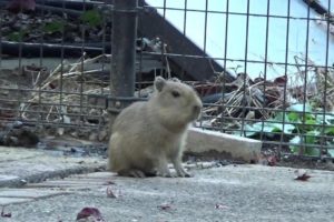 カピバラの赤ちゃんが可愛い❤ #50  Cute capybara babies 【Cute animal baby videos】【こども動物自然公園】