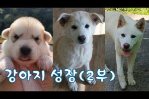 진돗개 강아지 성장영상(2부) Funny And Cute Puppies