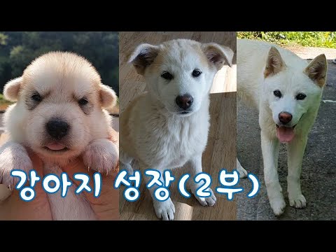 진돗개 강아지 성장영상(2부) Funny And Cute Puppies