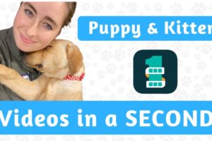 1 Second Everyday App for Foster PUPPY & KITTEN Videos
