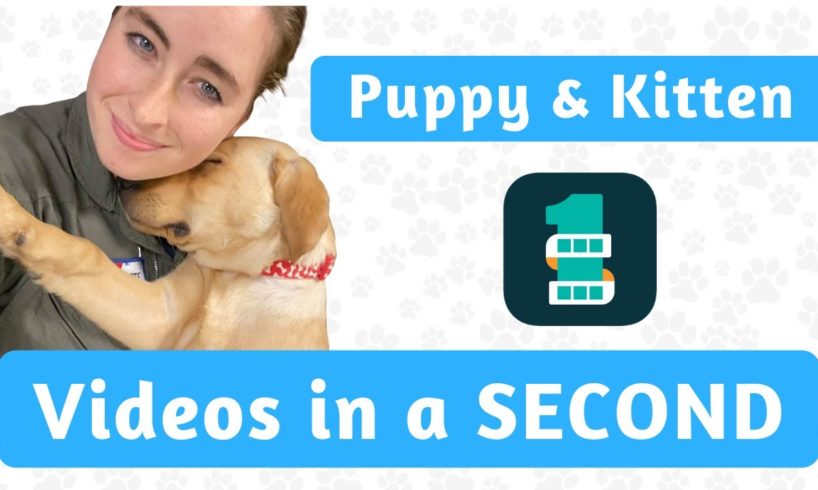 1 Second Everyday App for Foster PUPPY & KITTEN Videos