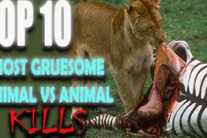 10 Most Gruesome Animal Kills Caught On Tape (WARNING GRAPHIC)