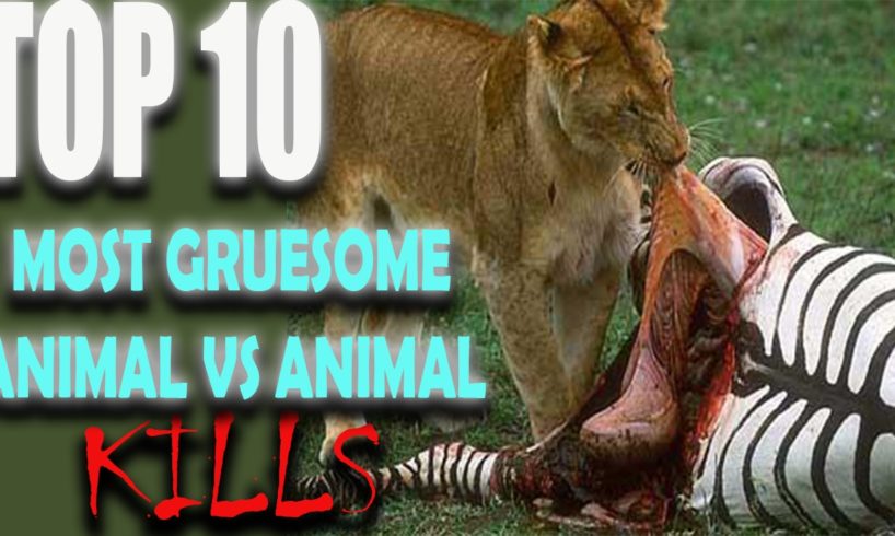 10 Most Gruesome Animal Kills Caught On Tape (WARNING GRAPHIC)