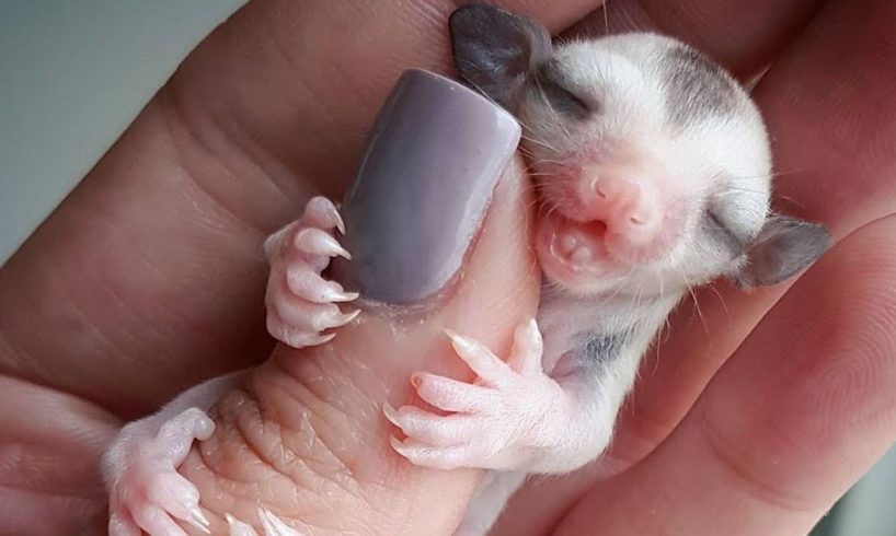 12 CUTEST Exotic Pets You Can Own!