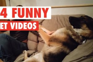 14 Funny Pet Videos Compilation 2017