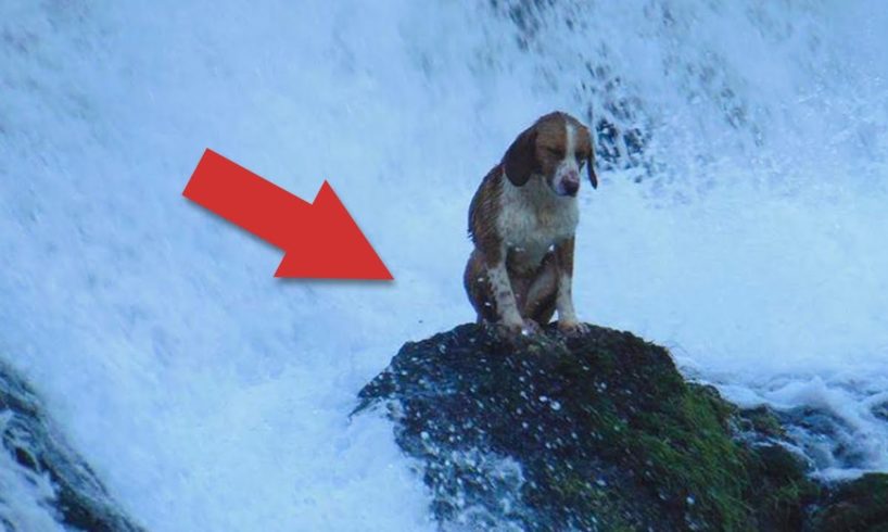 15 Most Inspiring Animal Rescues ?