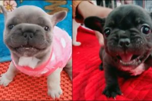 2020 | Cute Puppies ? ? Visit the Chinese pet market [Funny Pets] EP.05