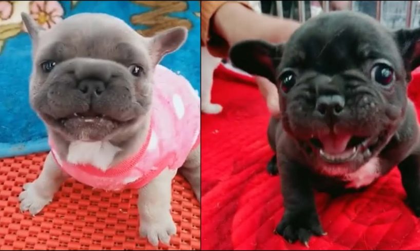 2020 | Cute Puppies ? ? Visit the Chinese pet market [Funny Pets] EP.05