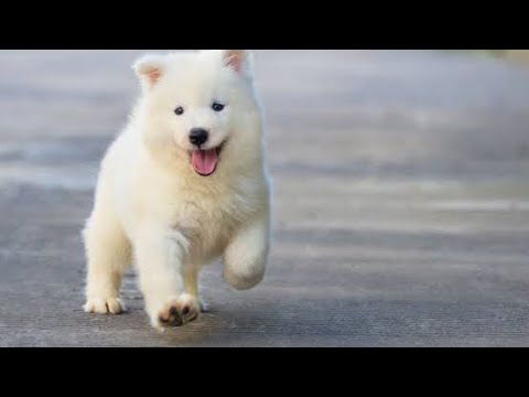 Cute puppies