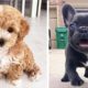 Cute baby animals Videos Compilation cutest moment of the animals - Cutest Puppies #3