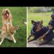 Funniest Animals ? - Awesome Funny Animals' Life Videos ? - Cutest Animals Ever