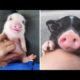 Cute baby animals Videos Compilation cutest moment of the animals - Soo Cute! #10
