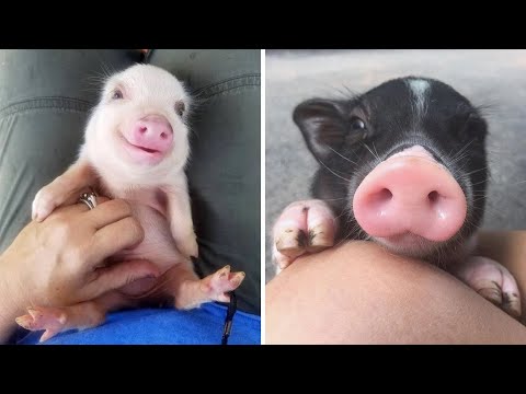 Cute baby animals Videos Compilation cutest moment of the animals - Soo Cute! #10