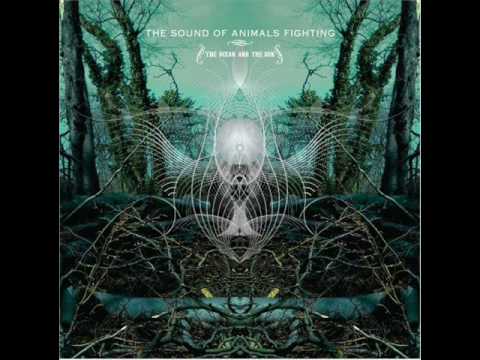 The Sound of Animals Fighting - The Ocean and the Sun